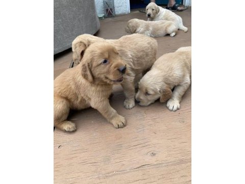 Golden retriever yavrular için ulaşabilirsiniz