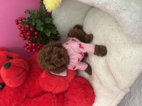 Red brown toy poodle yavrular