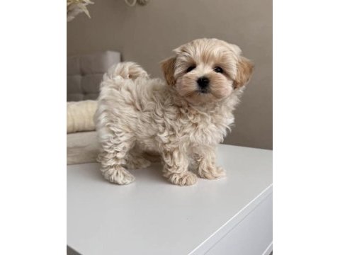 En tatlı maltipoo bebek