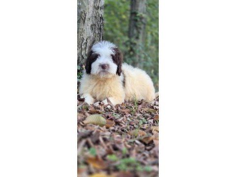 Chocolate pied aussiedoodle yavrumuz
