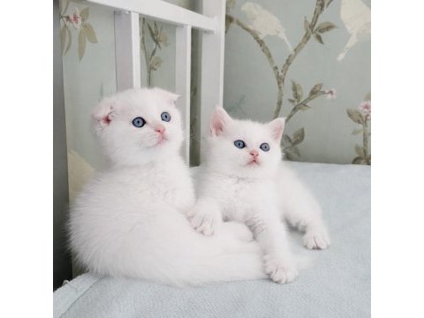 Maviş gözlü scottish fold biblolarım