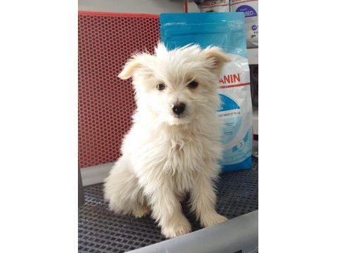 Muhteşem güzellikte white terrier yavrularımız