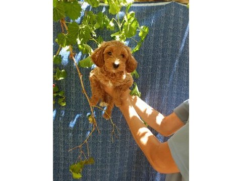 2 aylık maltipoo erkek dişi bebeğimiz