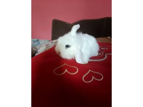 Evcil lop tavşanı