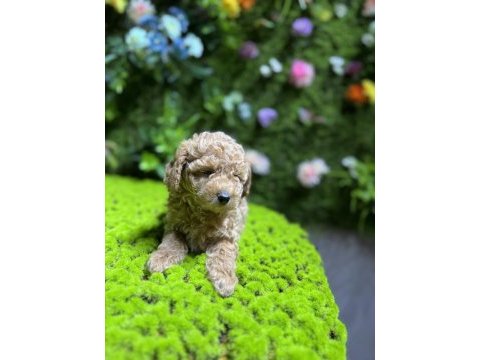 Sevimli toy poodle bebek köpekler