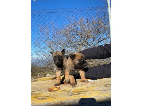 A kalitede belçika kurdu malinois