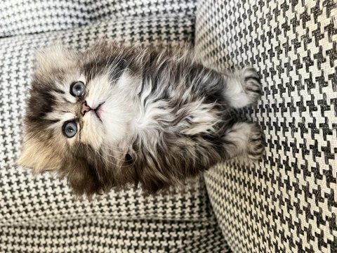British longhair özel renk