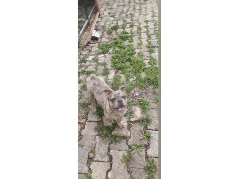 Blue merle erkek merle dişi french bulldog