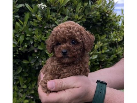 Ultra a kaliteli toy poodle yavrular