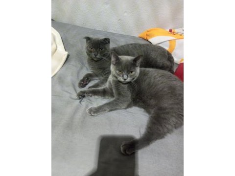 5 aylık british shorthair kedilerim