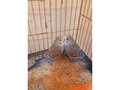 Muhabbet kuşu yavru 2 adet erkek ev üretimi