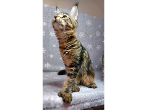 Ful secereli mainecoon unvanlı ebeveynlerden.
