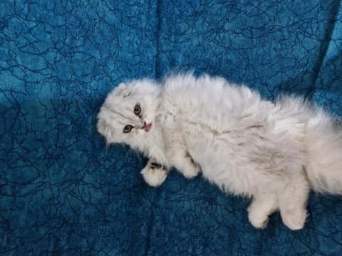 Mükemmel güzellikte scottish british longhair