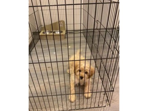 Maltipoo erkek 3 aylık f2