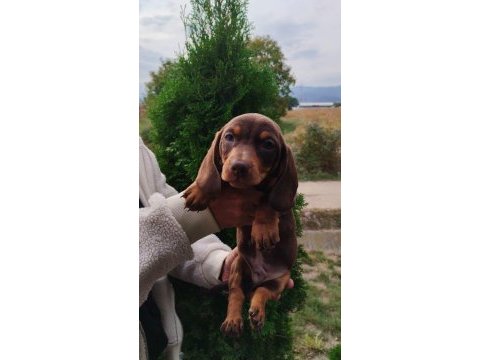 Birbirinden özel dachshund yavruları