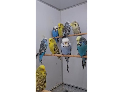 Show jumbo muhabbet kuşları