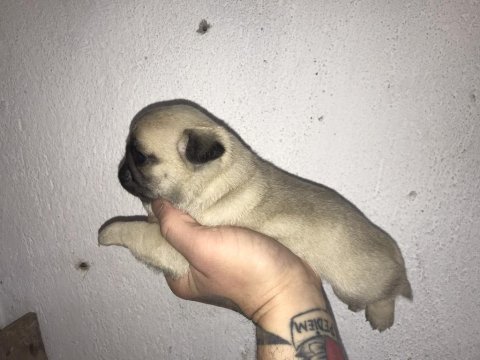 Yeni ailesini arayan kaliteli pug yavrular
