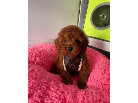 Irk ve saglık garantili poodle yavrularımız