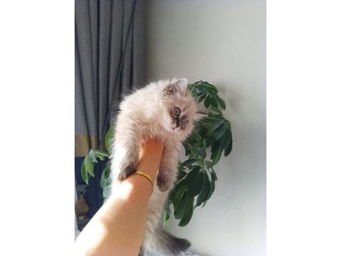 Pofuduk pati british longhair
