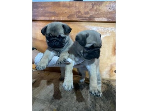 Irk ve sağlık garantili pug mops bebekler