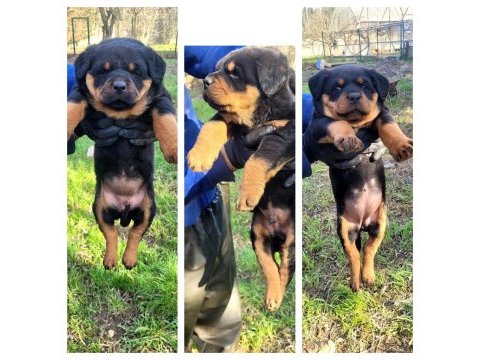 Üst düzey kalite rottweıler piyasaya göre uygun
