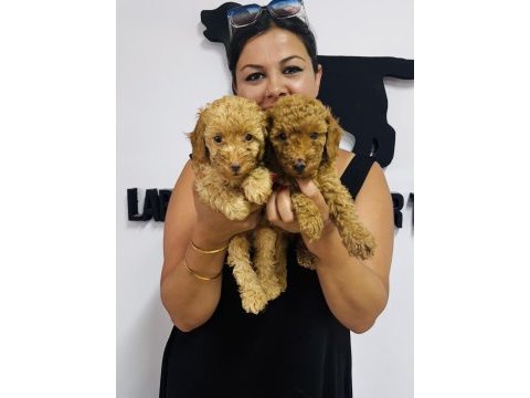 Red toy poodle yavrularım