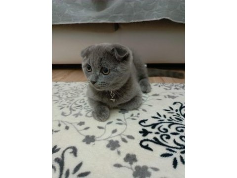 Safkan scottish fold son yavrumuz