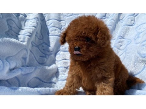 Teacup toy poodle