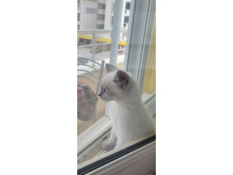 Blue point british shorthair