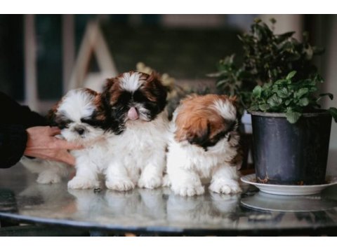 Safkan harika anne altından shih tzu bebekler