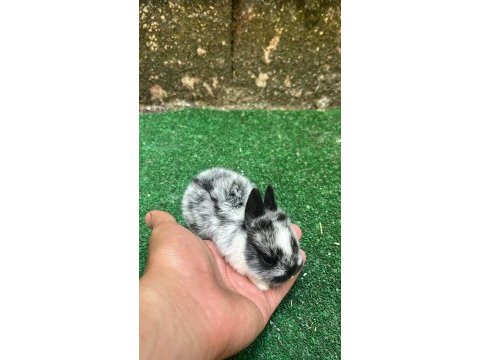 Orjinal cüce tavşan yavruları istanbul