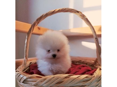 Pomeranian boo süt beyaz yavrular