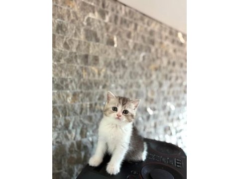 Irk garantşli brıtısh shorthair yavrularım 