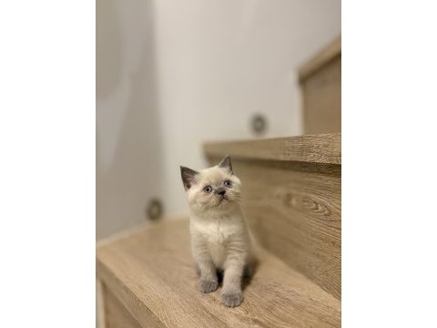 Brıtısh shorthair blue point yavrularım 