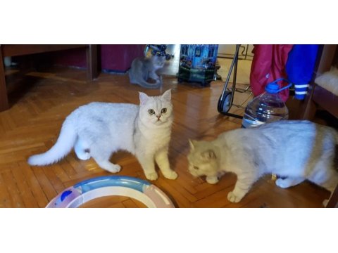 Kedimiz sindirella (cindy) acil sahibini bekliyor