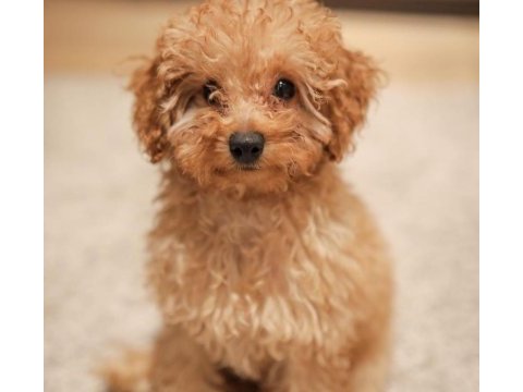 8 aylık toy poodle