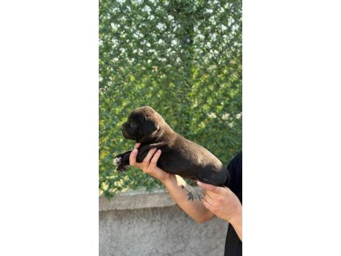 Teslime hazır siyah cane corso yavrular