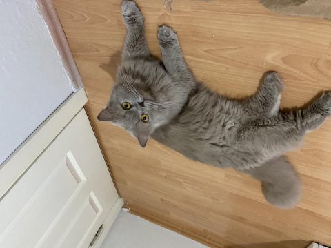 British longhair 1 yaşında kedimiz