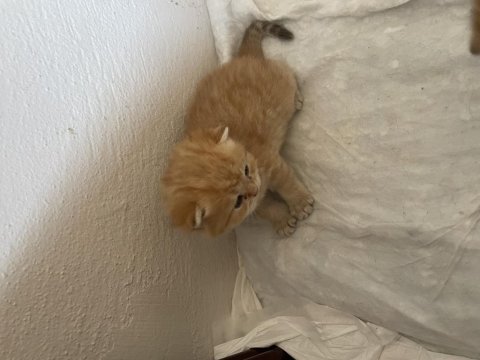 Sahiplendirilecek british shorthair