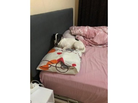 Oğlumuza eş arıyoruz çiftleştirme jack