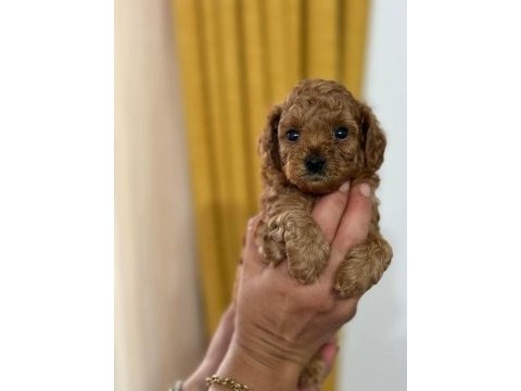 Toy poodle ırk garantili yavrular