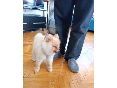 11 aylık erkek pomeranian