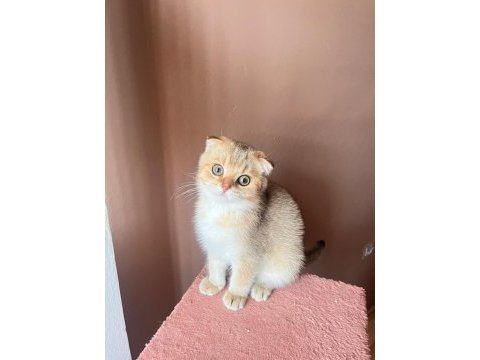 Scottish fold golden kedimiz