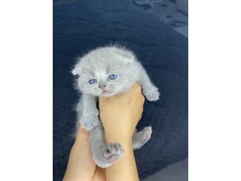 Mini minicik kulaklar kocaman sevgiler scottish fold yavru