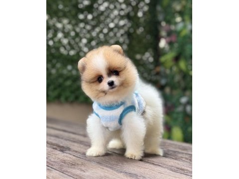 Orjinal pomeranian
