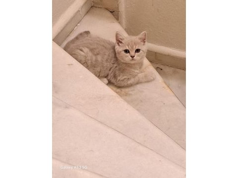 Aldın aldın son 4 yavru scottish fold