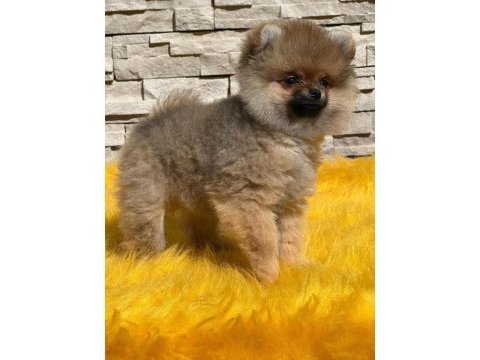Antalya pomeranian boo