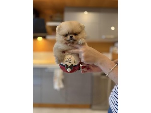Mini teacup ayıcığımız pomeranian boo bebek