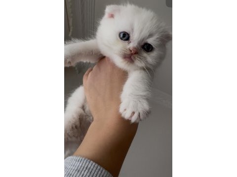 Kedilerimize yeni güzel yuvalar arıyoruz ☺️