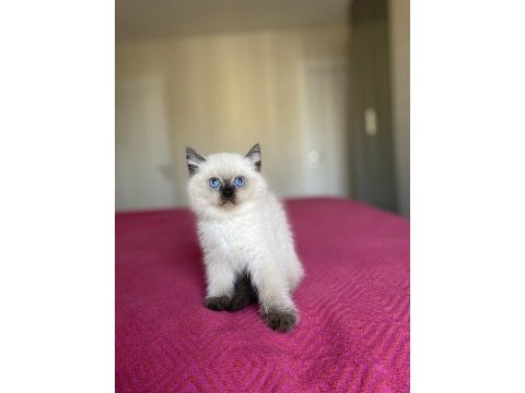 Brıtısh shorthair chocalate  point yavrularım 